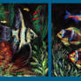 Fish in aquarium