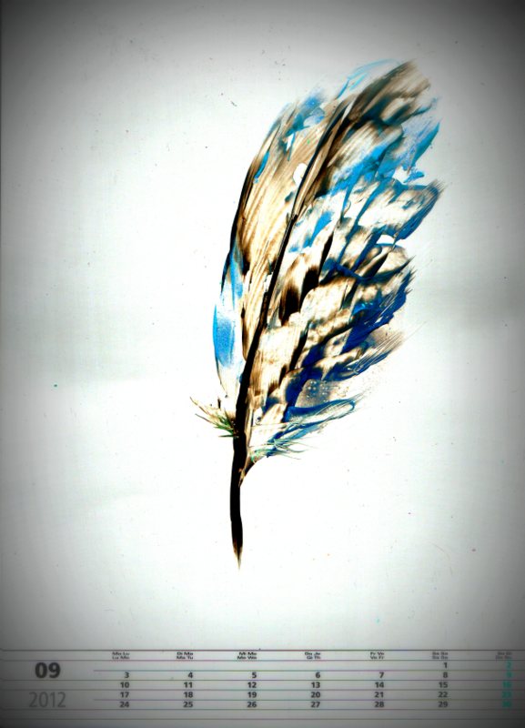 Feather on a white background