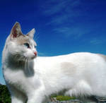 Years Ive Gone Through My Life by cowboyB0B