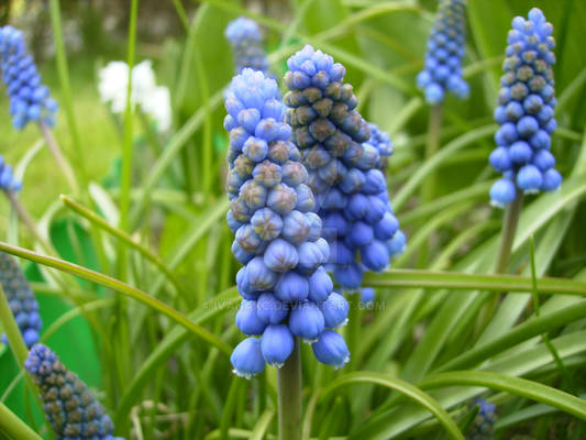 Muscari 2