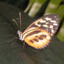 Orange and Black butterfly