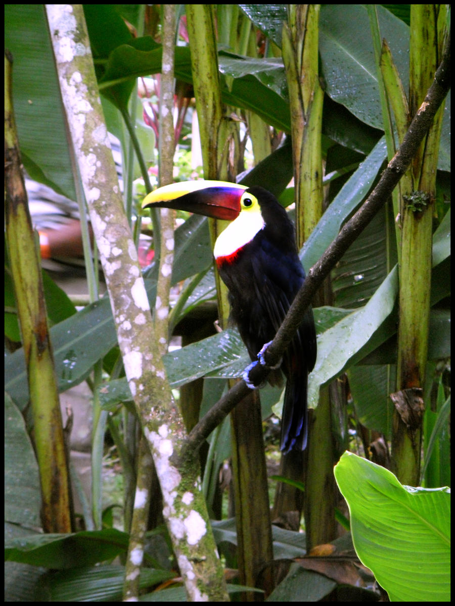 Tucan