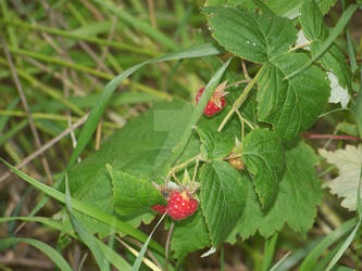 Raspberry Bush