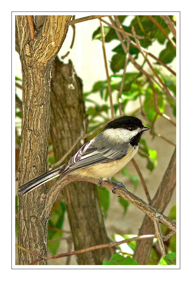 Black-Capped Chickadee