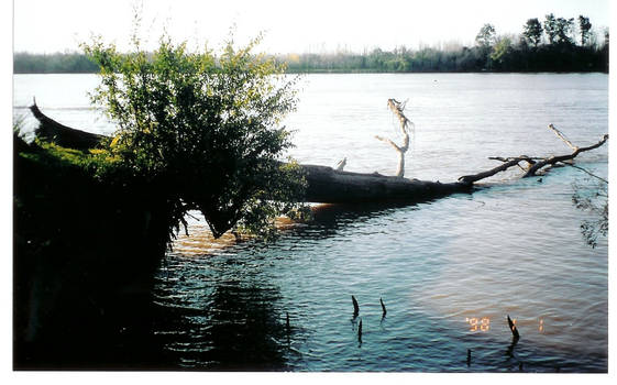 the fallen log in the river