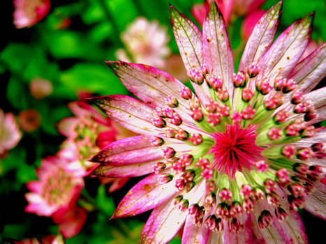 Astrantia Major