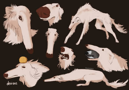 Borzoi