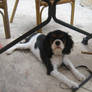 My sweet dog 3 - Mein suesser Hund 3