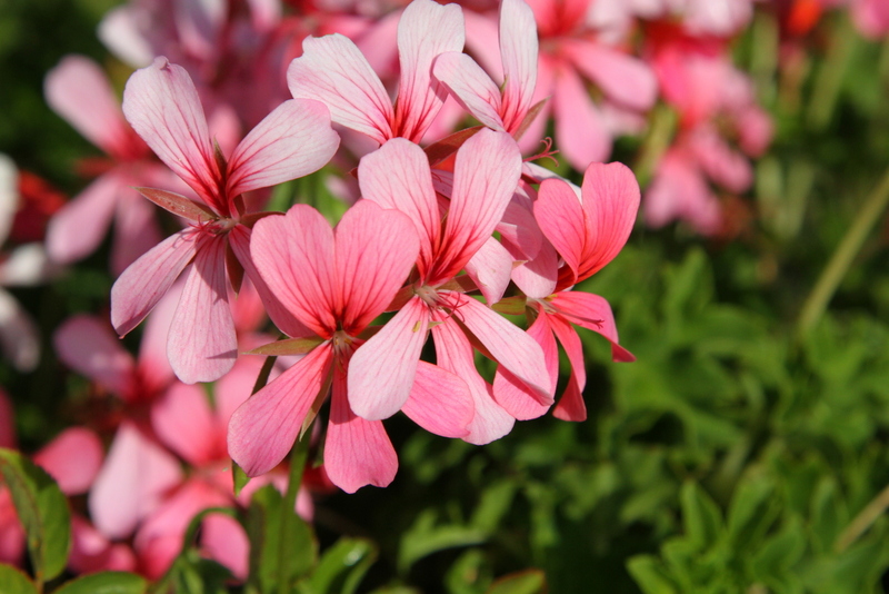 Pink and Green