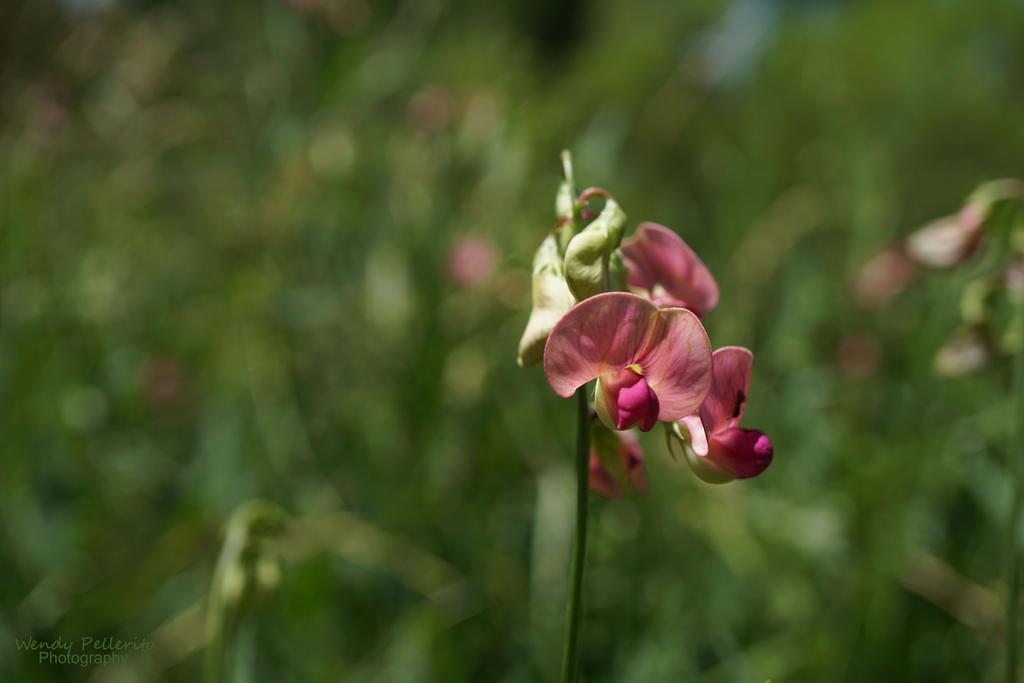 Beach Pea Vine