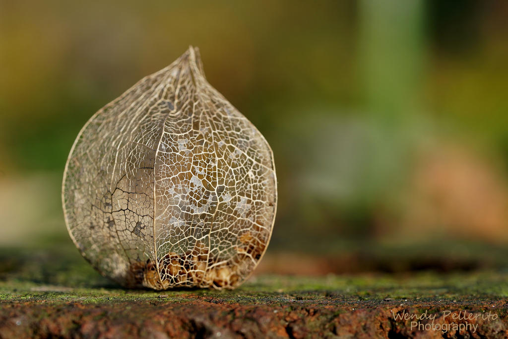 Ground Cherry Seed Pod by wendy-pellerito
