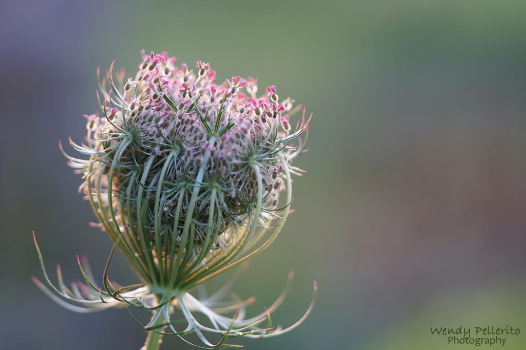 Carrot Seedhead