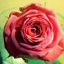 pink rose