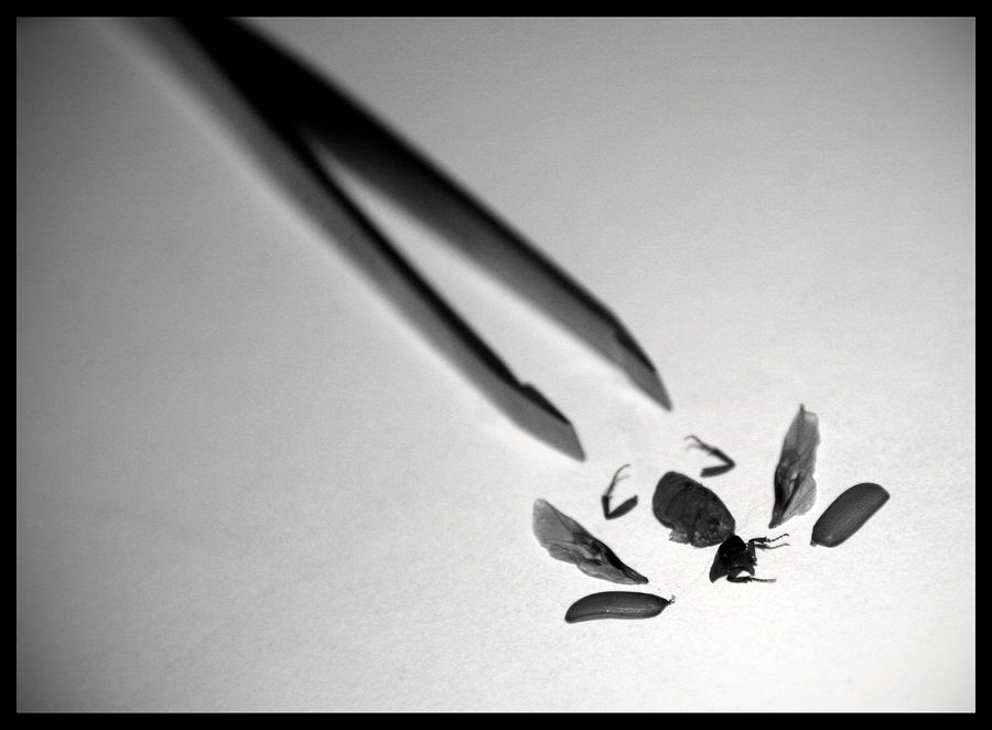 Dissection by Konjekto on DeviantArt