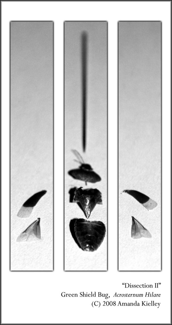 Dissection II by Konjekto on DeviantArt