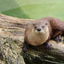 Friendly River Otter