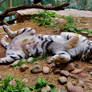 Tigers Lounging