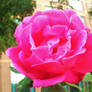 Pink Rose