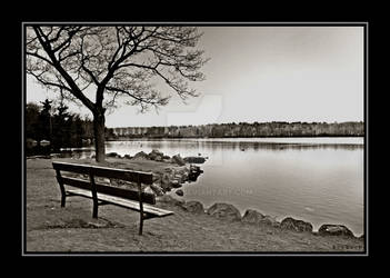 An Afternoon at the Park