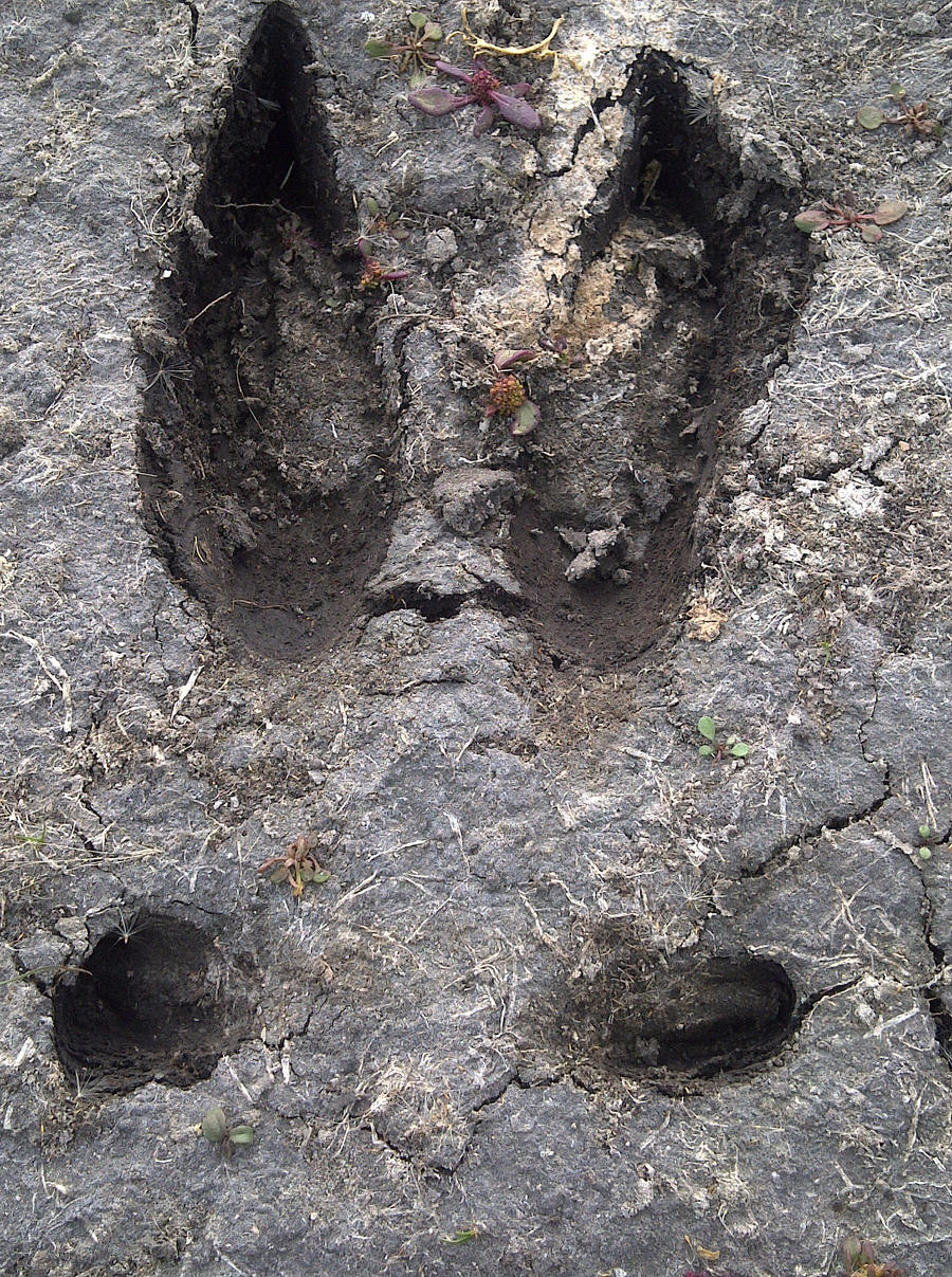 moose track