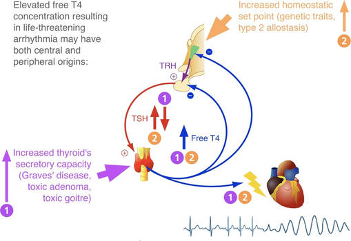 Thyroid hormones and heart rhythm