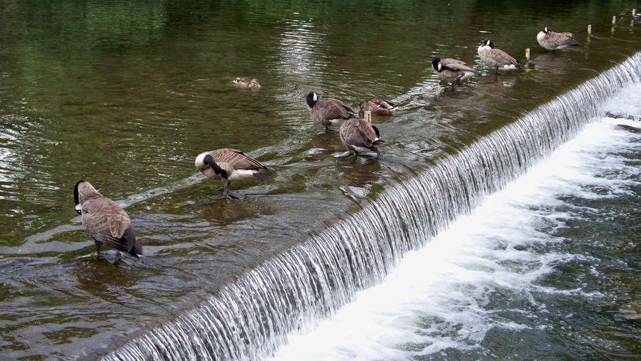 Ducks on a River Step