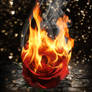 Rose on Fire