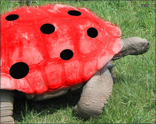 The Ladybird Imposter