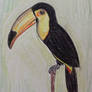 Toucan
