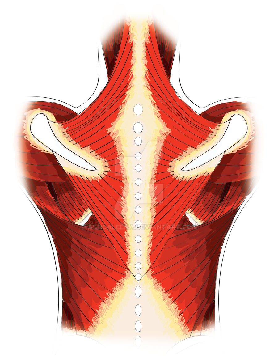 Posterior Torso