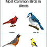 Common Illinois birds