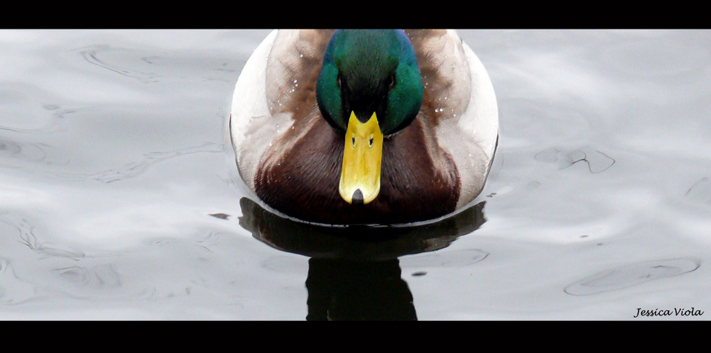 Male Mallard 2