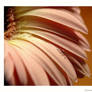 Gerber daisy