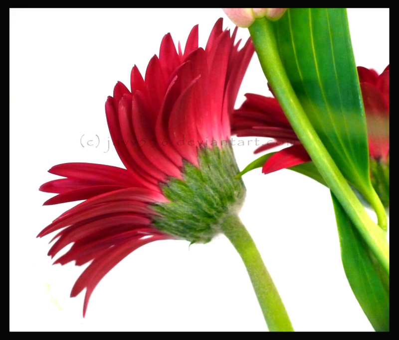 Gerber daisy 4