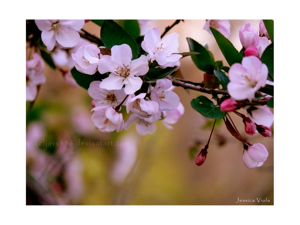 Blossoms