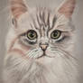 Cat portrait 5