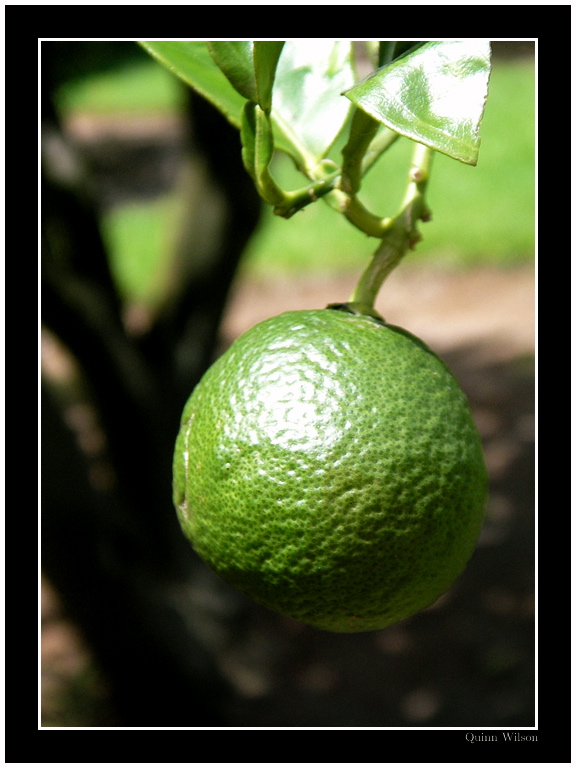 Mystery Fruit