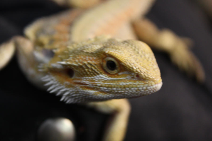 RIP Riley the beardie by missfit1023 on DeviantArt