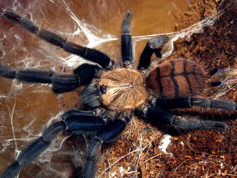 Chilobrachys fimbriatus