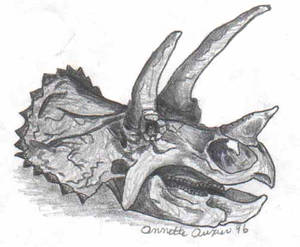 Triceratops