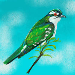 Diederick cuckoo