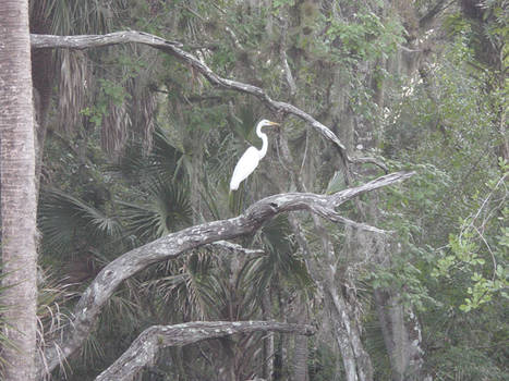 Contrasts in the swamp