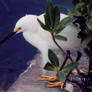 Snowy Egret Fishing