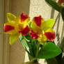 Yellow-red Orchid Flower