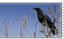 Crow Stamp