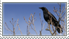 Crow Stamp by Krisderp