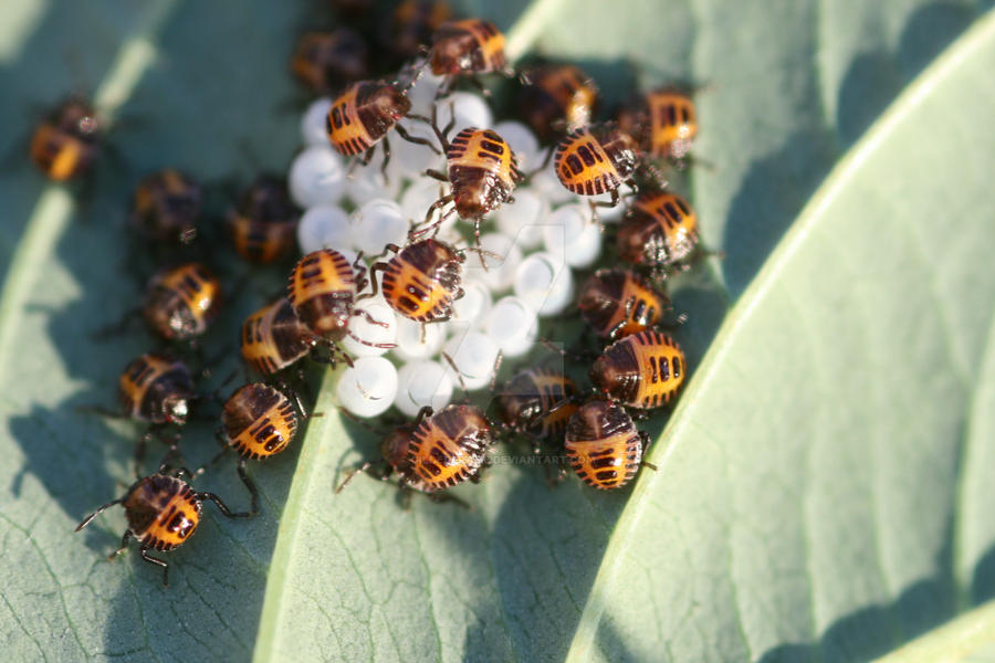 pix What Do Baby Ladybugs Look Like baby ladybugs by gildedframe on deviantart