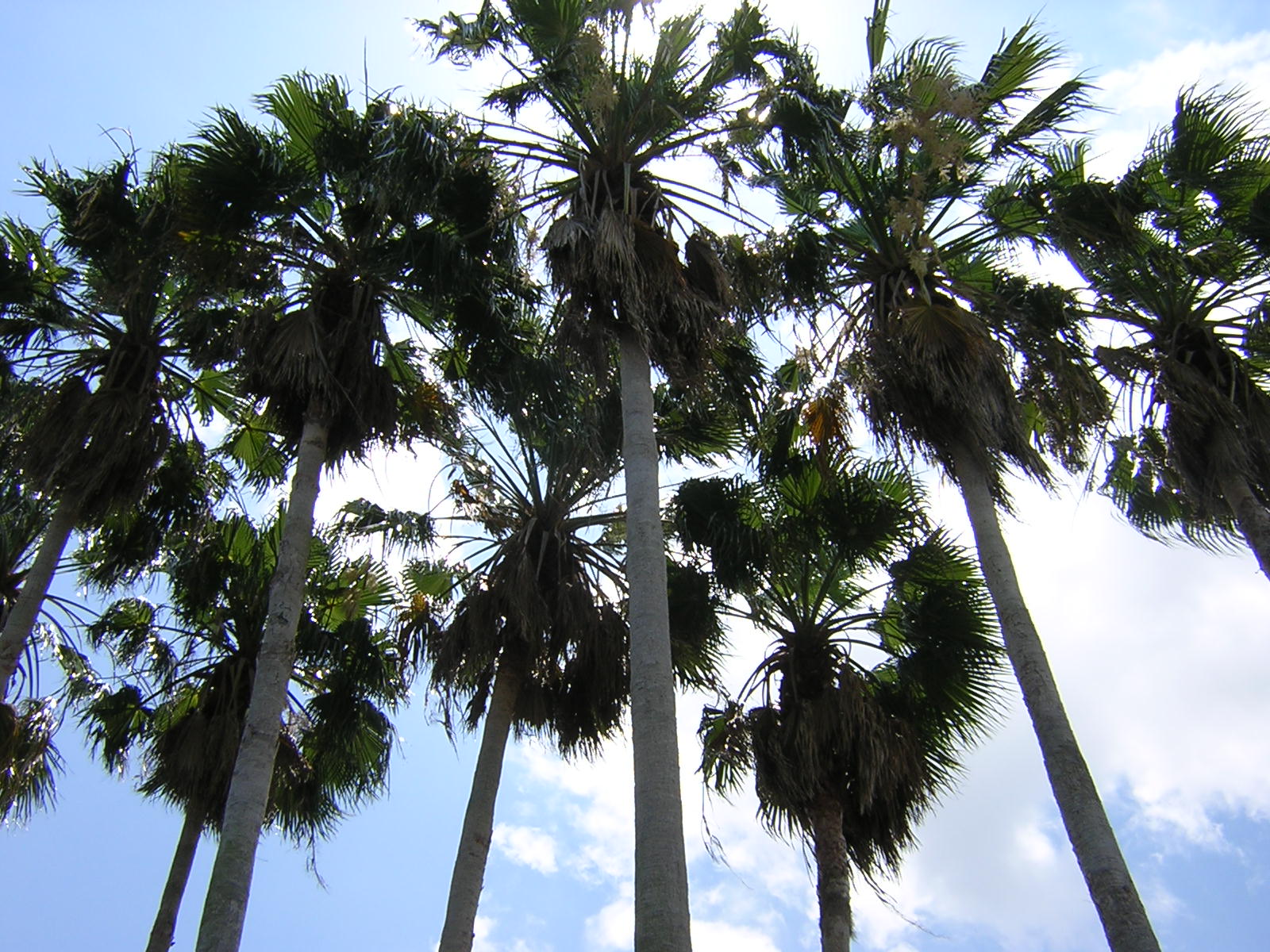 Towering Palms