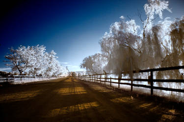 Fluffy Willows