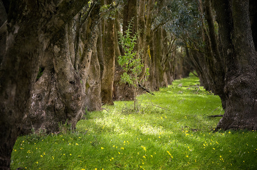 Amongst the Elders